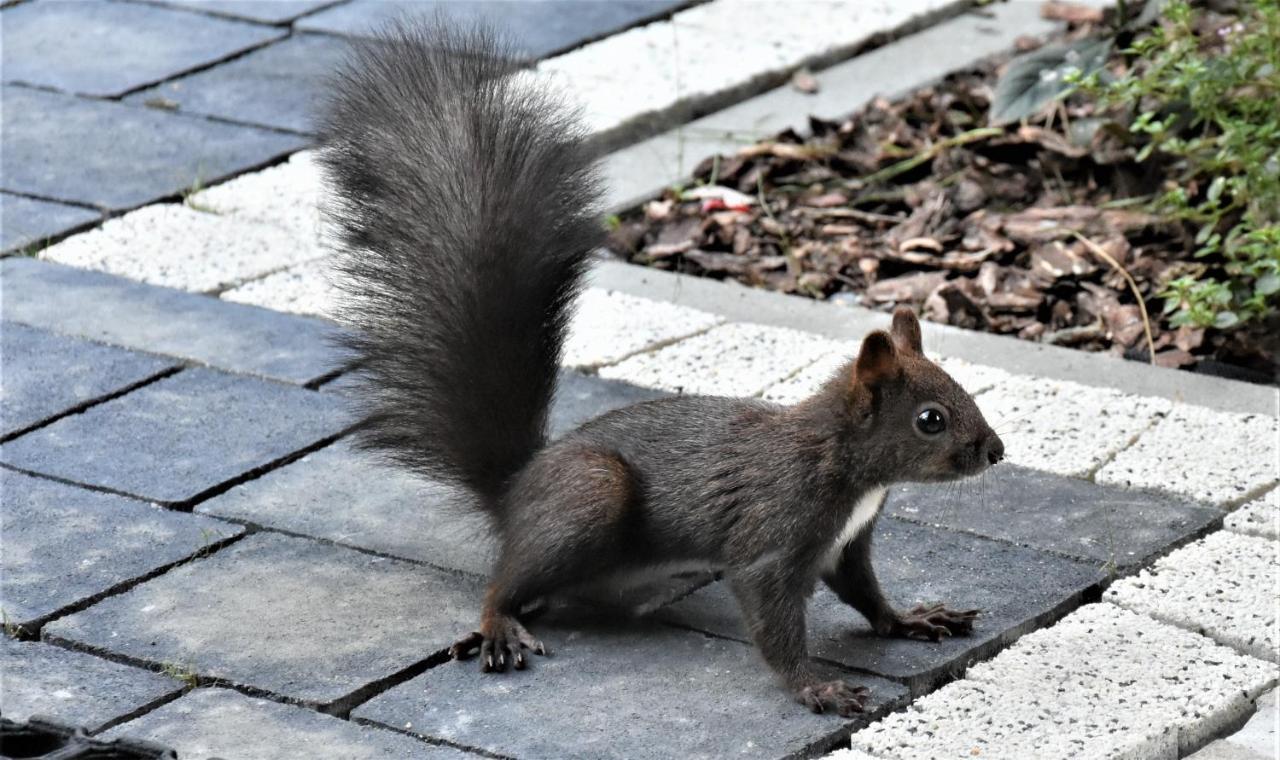 Magiczne Korale - Kameralne Miejsce Na Odpoczynek Dla Doroslych - Adult Only Kościelisko Extérieur photo